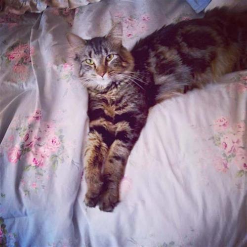 Oliver Furrypants 